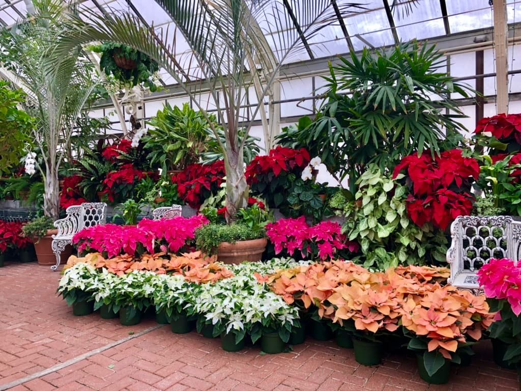 Rows of red, pink, white, and peach poinsettias in the Biltmore Conservatory greenhouse
