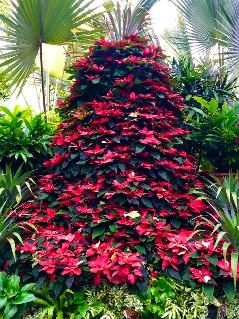 A tall red poinsettia topiary tree among palms in the Biltmore Conservatory