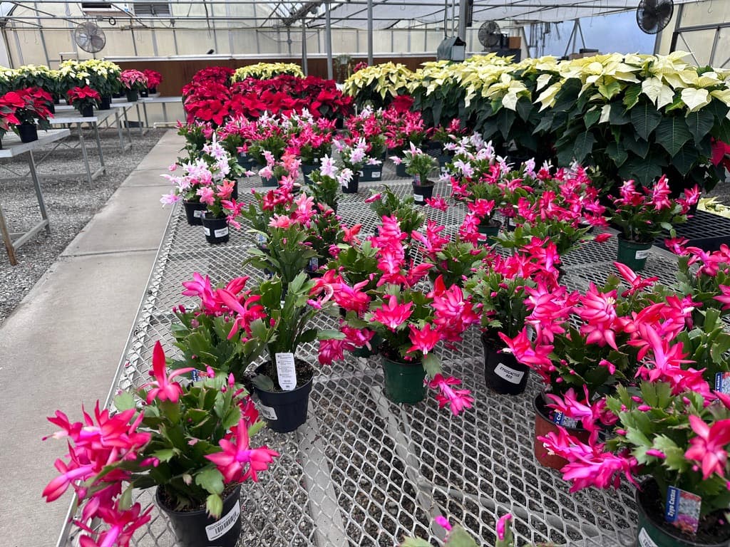 Benches of blooming pink Christmas cactus in front of poinsettias in the Western North Carolina Farmers Market greenhouse