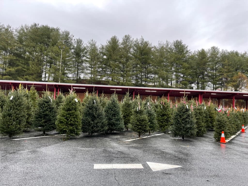 Rows of fresh-cut Christmas trees for sale at the Western North Carolina Farmers Market