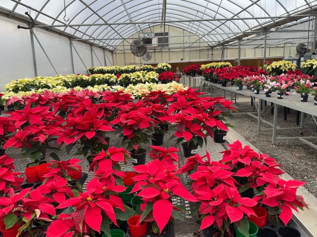 A greenhouse full of red poinsettias at the Western North Carolina Farmers Market