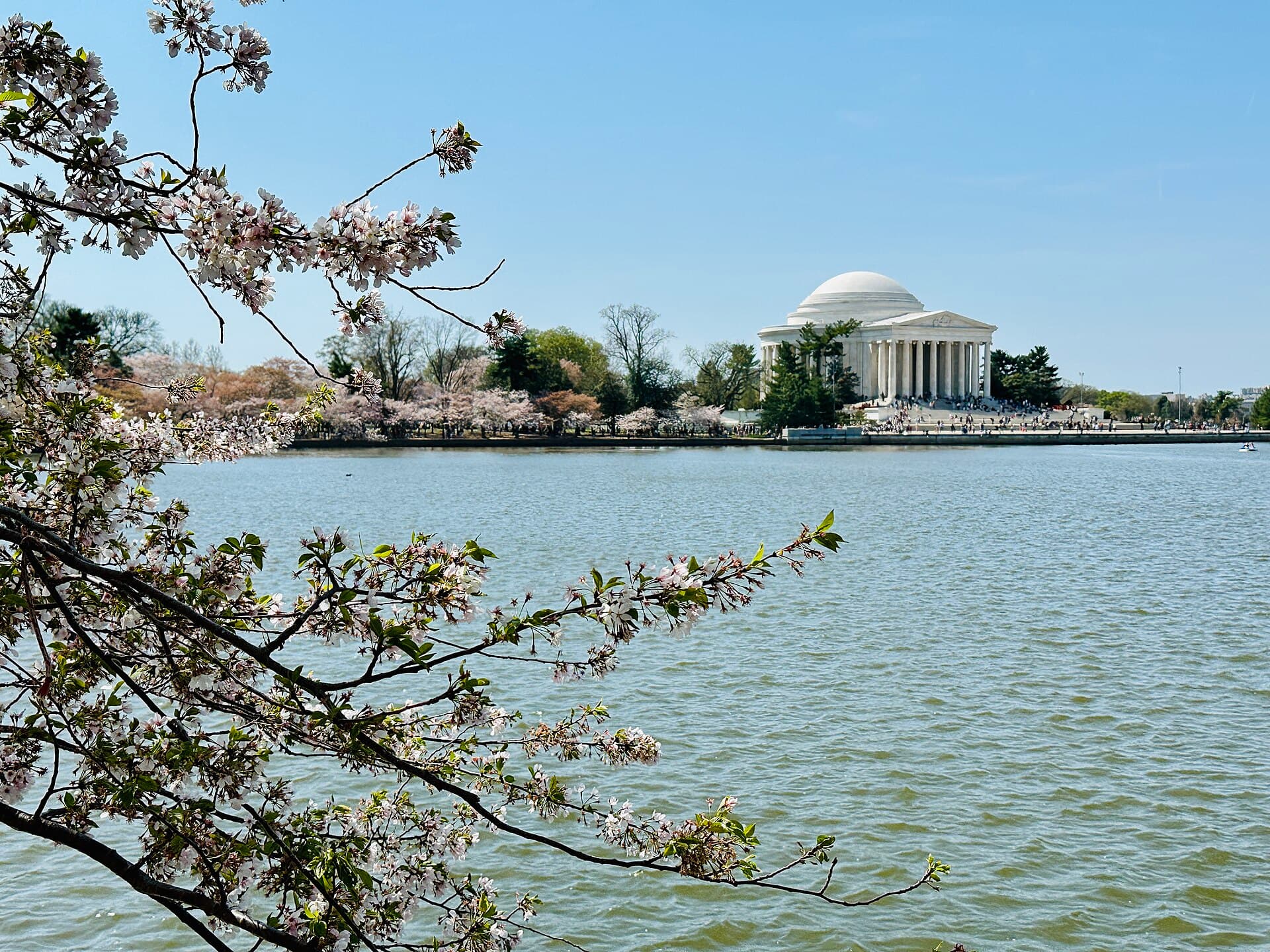 Jefferson Memorial across the Tidal Basin framed by cherry blossoms